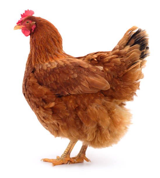 Brown hen isolated. stock photo