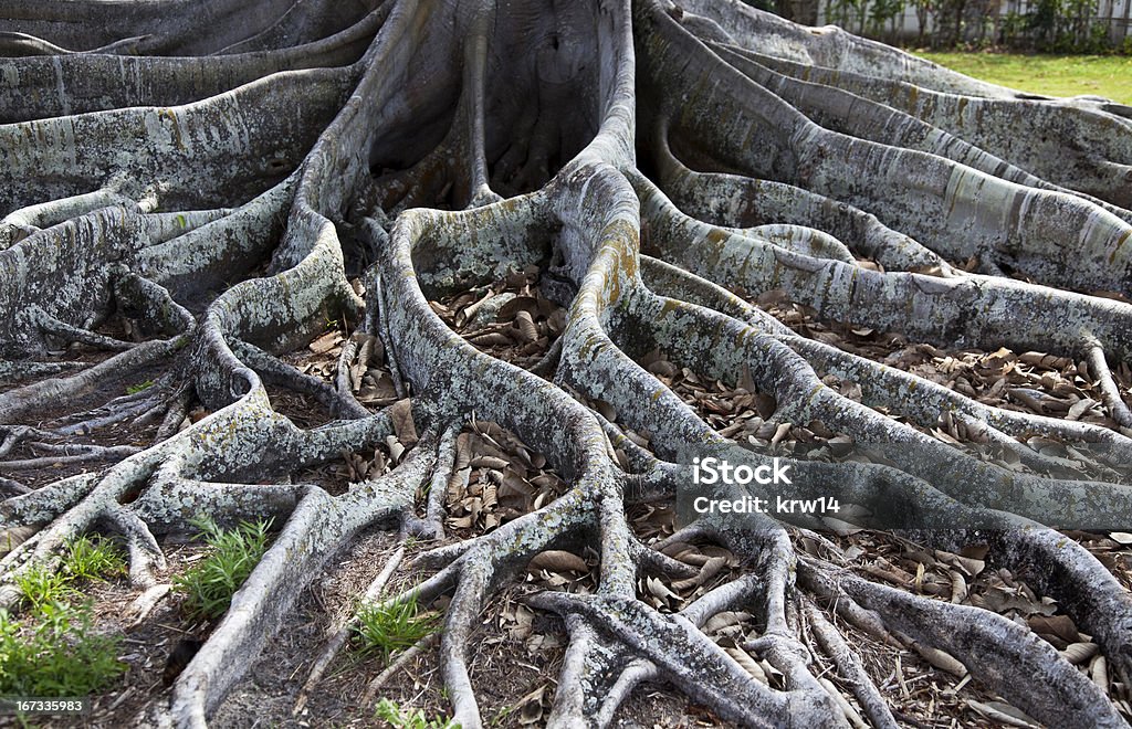Fig Tree raízes - Royalty-free Alga Foto de stock