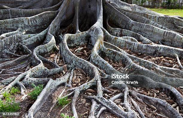 Fig Tree Raízes - Fotografias de stock e mais imagens de Alga - Alga, Antigo, Ao Ar Livre