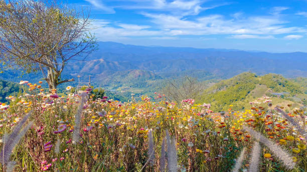 istock flowers in the mountains 1673399787