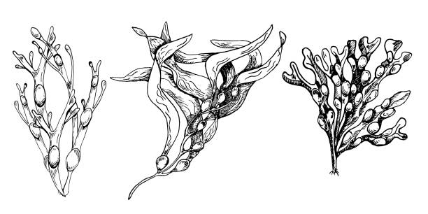 벡터 바다 식물 잉크 손으로 그린 그림은 흰색 배경에 분리되어 있습니다. ascophyllum, 다시마, 허브 해초 블랙 화이트 라인. 패키지, 라벨, 무역, 포장, 해양 수집을 위한 디자인 요소 - spirulina pacifica illustrations stock illustrations