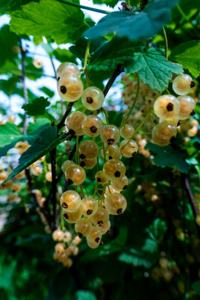 istock Ripe white currants in the garden. 1673405633