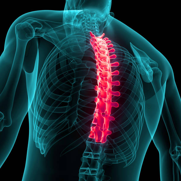 istock Spinal Cord Vertebral Column Thoracic Vertebrae of Human Skeleton System Anatomy 1673407047