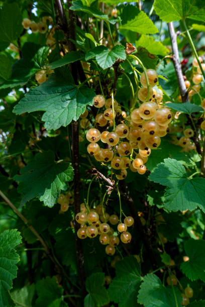istock Ripe white currants in the garden. 1673407184