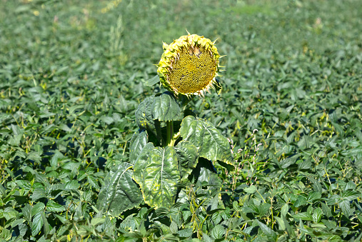 Big blooming sunflower on a green field, France