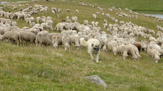 Pyrenean Mountain dog guarding a flock of sheep