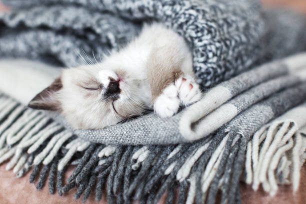 istock Little cat sleeping in gray knitted blanket 1673435524