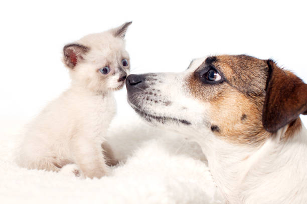 cocker spaniel and persian cat - 