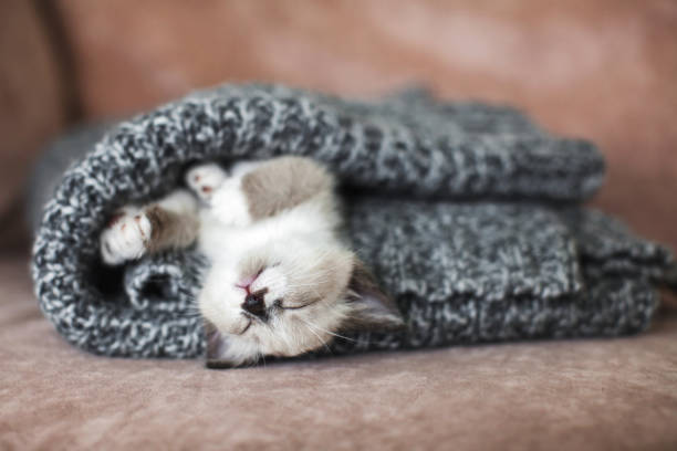 istock Little cat sleeping in gray knitted blanket 1673435547