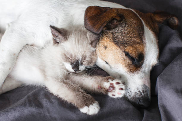 istock Cat and dog lying together on white blanket 1673435562