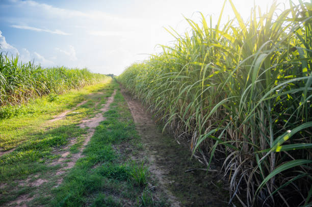 istock sugarcane field sugarcane farm 1673435686