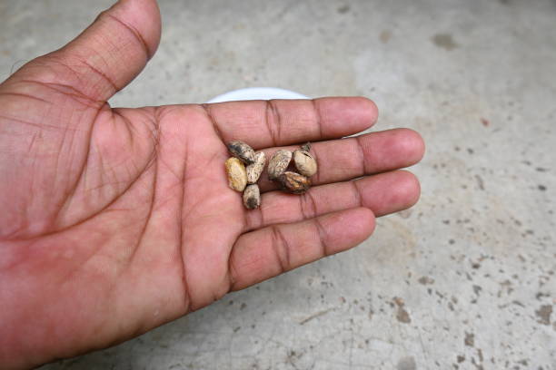 istock Azadirachta indica seeds. 1673442160