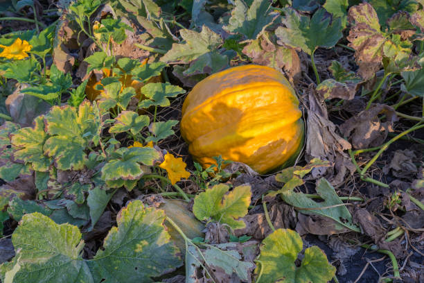 istock Yellow and green pumpkins among stems on field, top view 1673445151