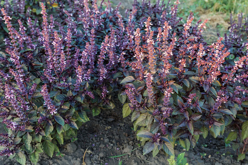 Bushes of the purple basil with inflorescences on the high stems on a field in evening light