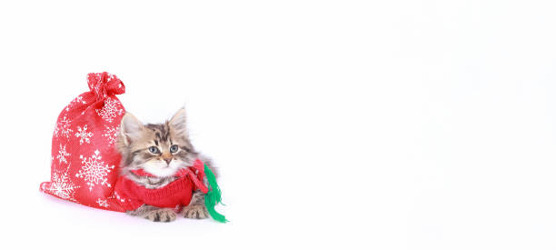 istock Tiny Kitten on the white background. Kitten Santa Claus. 1673452081