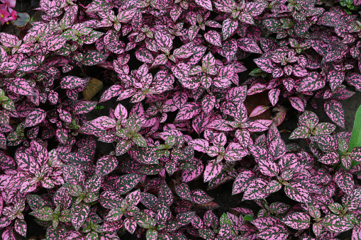 Purple leaves of hypoesthesis decorate a flower bed in the park. Wallpaper, background