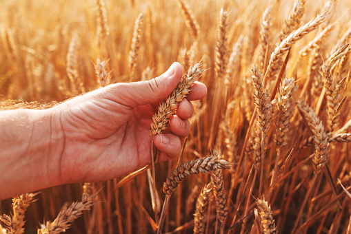 Farmer examining ripe ear of wheat in field before the harvest, selective focus