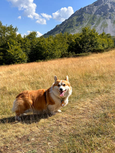 istock The dog is a red-white corgi resting on a high mountain meadow 1673461857