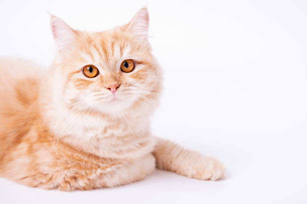 istock Portrait of a ginger cat lying on a white background close-up. 1673463414