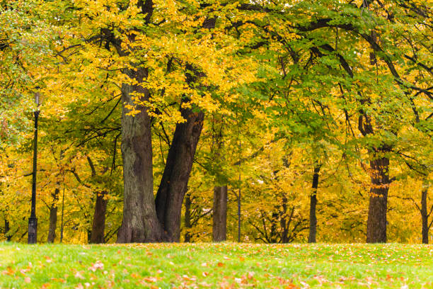 istock City park in autumn 1673463442