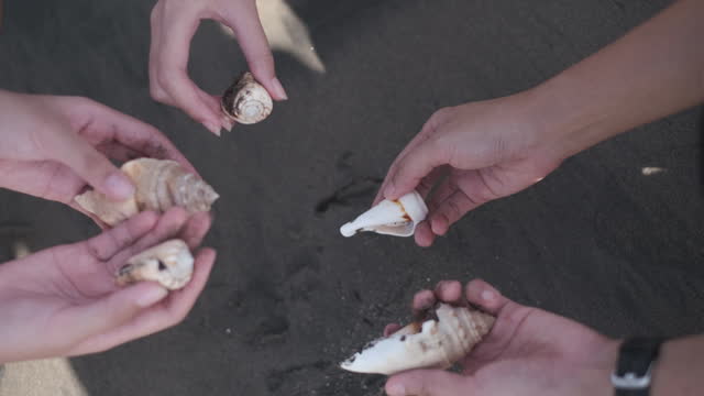 Group of hands showing variation of seashell