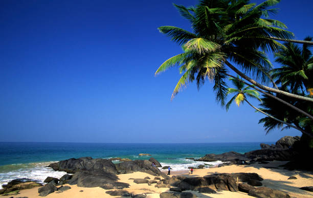 istock Sri Lanka, east coast, beach, coconut trees. 167347298