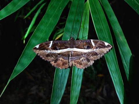The butterfly is found in the forests of southern Thailand.Spodoptera litura ( Fabricius ),Cotton worm,Tobacco cutworm,Fall armyworm.
