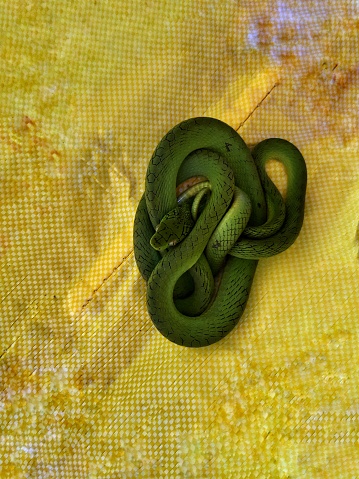 Banded Green Cat Snake found in southern Thailand.