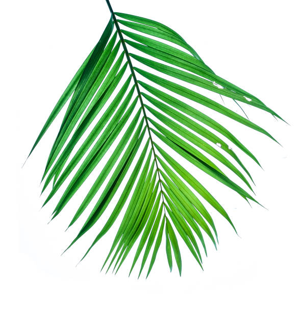 istock Green leaf branch of palm tree isolated on white background. 1673492808