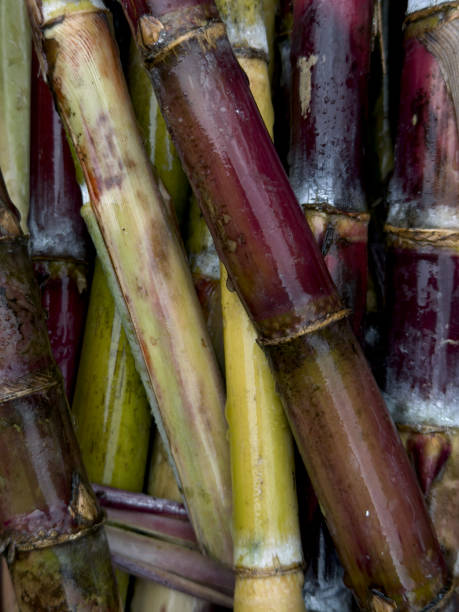 istock Close up shot of sugarcane stalks 1673492820