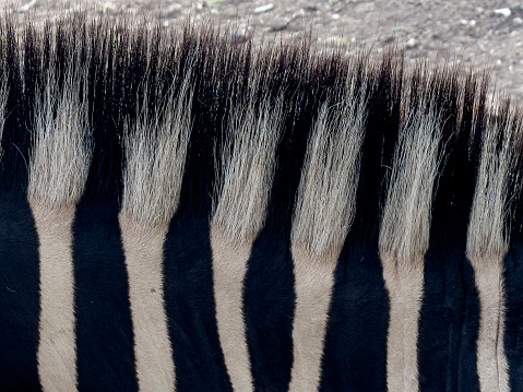 Close up shot of zebra skin