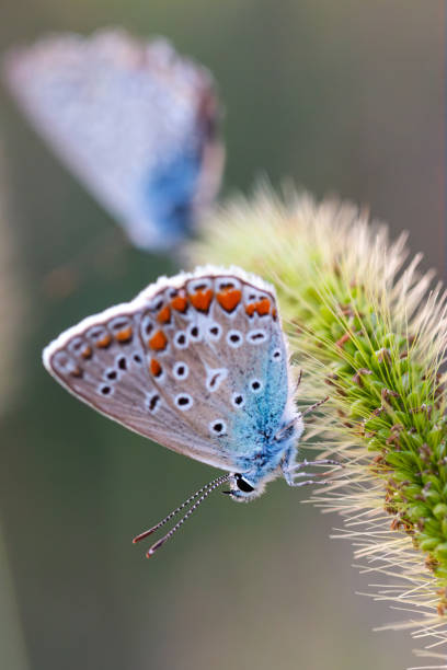 istock Two Beautiful Common Blue butterflies on grass blade 1673504069