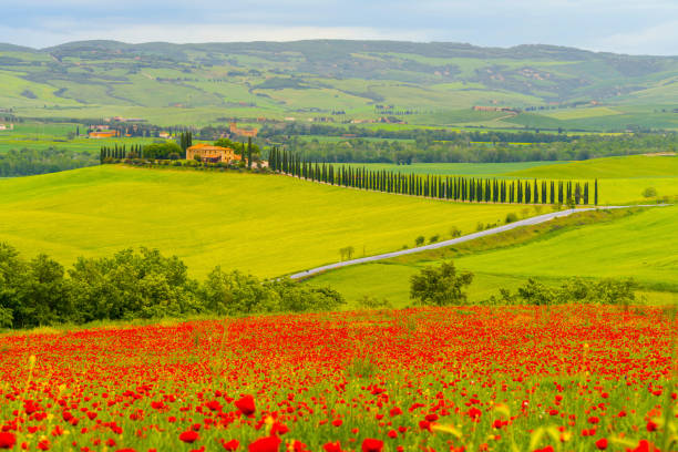 house surrounded by cypress trees among the misty morning sun-drenched hills of the val d'orcia valley at sunrise in san quirico d'orcia, tuscany, italy - val tuscany cypress tree italy imagens e fotografias de stock