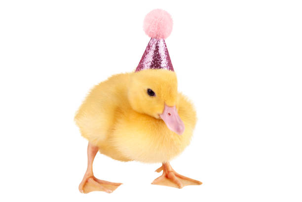 Cute duckling in birthday hat isolated on white background.