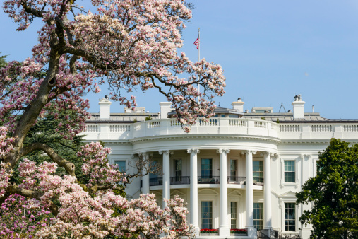 US White House with spring flowering magnolia tree in Washington, DCThe rear of the White House, home of the President of the US in Washington, DC.