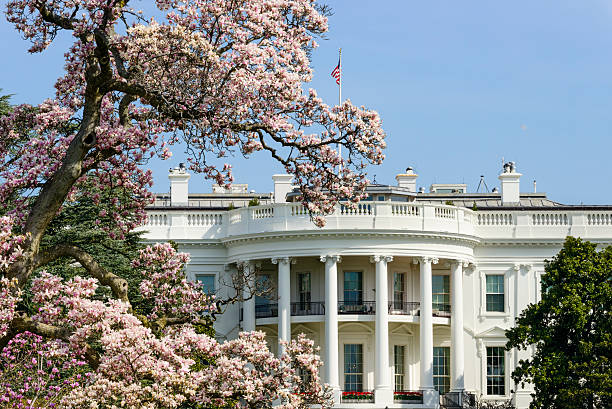 a casa branca com flor de magnólia árvore de washington, dc - spring magnolia flower sky - fotografias e filmes do acervo