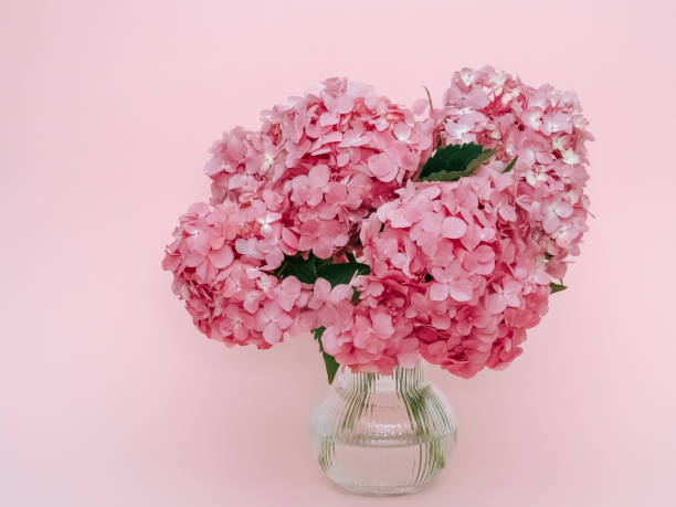 Close -up of pink hydrangea flower with copy space