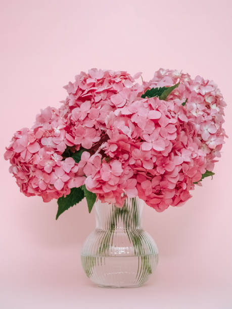 istock Bouquet of pink hydrangea on a pink background close-up 1673513779