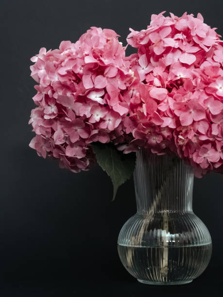 istock Large bouquet of pink hydrangea on a black background close-up 1673514328