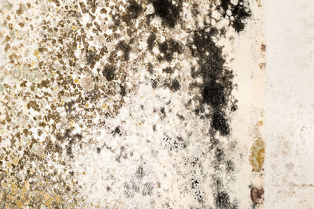 Mold Growth on Stained Plaster Wall Close-Up Mold Growth on Stained Plaster Wall Close-Up spore photos stock pictures, royalty-free photos & images