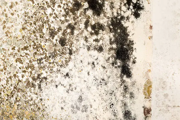 Mold Growth on Stained Plaster Wall Close-Up