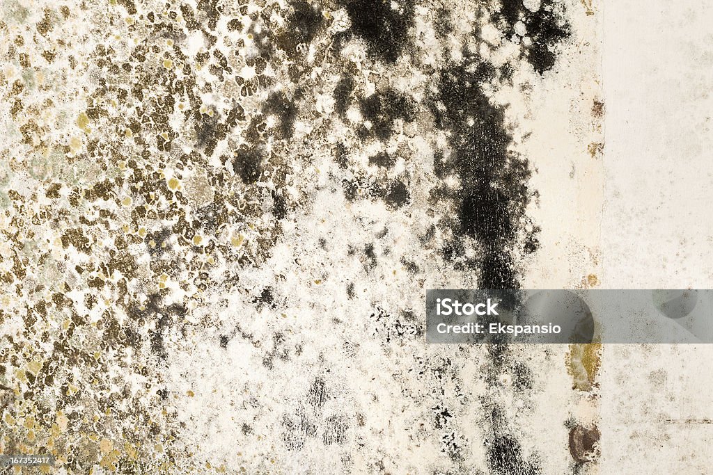 Mold crescimento em gesso vitrais Close-Up de parede - Foto de stock de Mofo royalty-free