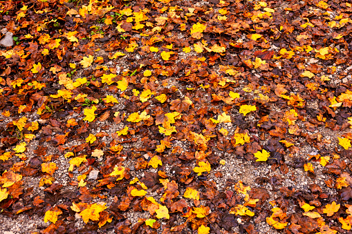Leaves of forest trees on the ground create a colorful autumnal carpet