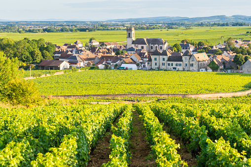 Summer vineyards landscape and village Pommard. Burgundy road. Cote de Beaune, Cote d'Or, France.