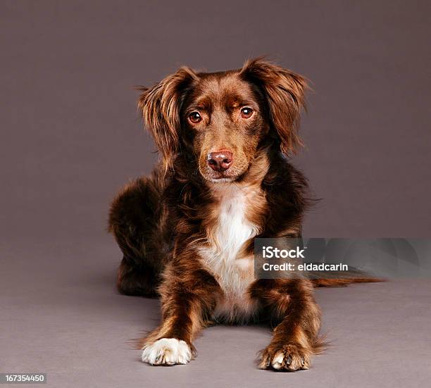 Brown Dog Studio Portrait Stock Photo - Download Image Now - Dog, Gray Background, Animal