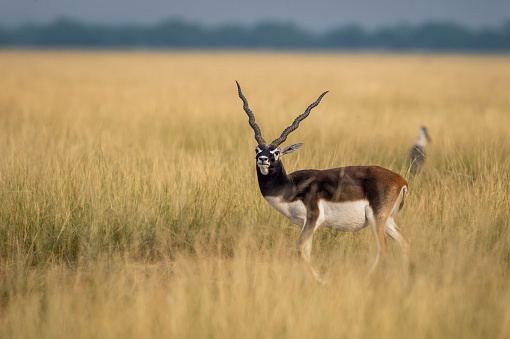 wild male blackbuck or antilope cervicapra or indian antelope closeup with face expression in grassland of tal chhapar sanctuary rajasthan india asia