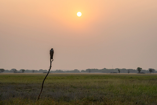 Laggar falcon or Falco jugger bird perched on branch and winter morning sunrise in grassland landscape of tal chhapar blackbuck sanctuary rajasthan india asia