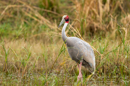 sarus crane or Grus antigone closeup with water droplets in air from beak in natural green background during winter excursion at keoladeo national park or bharatpur bird sanctuary rajasthan india