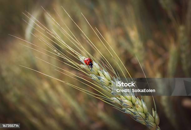 De Mariquita Foto de stock y más banco de imágenes de Brizna de hierba - Brizna de hierba, Cerca de, Color vibrante