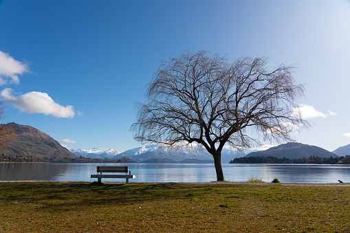 A distant cousin of most famous tree in the world... a willow tree (and bench) on the shores of Lake Wanaka in New Zealand